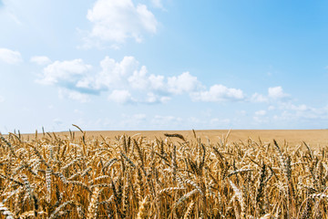 Wheat field harvest