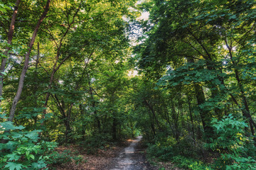 Narrow road at the forest with green leaves