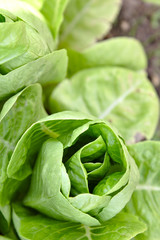 Cabbage vegetable / Close up of cabbage vegetable