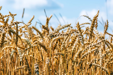 Wheat field harvest