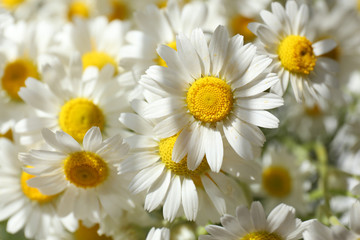 Beautiful bouquet of daisies close up