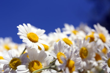 Beautiful bouquet of daisies on blue background