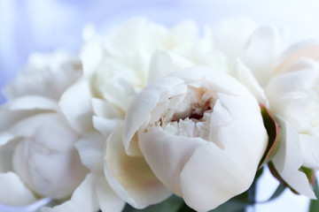 Beautiful white peonies close up