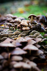 Wild mushrooms. Shallow and tight focus on a bunch of mushrooms growing wild in an English forest.