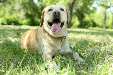Cute dog resting over green grass background