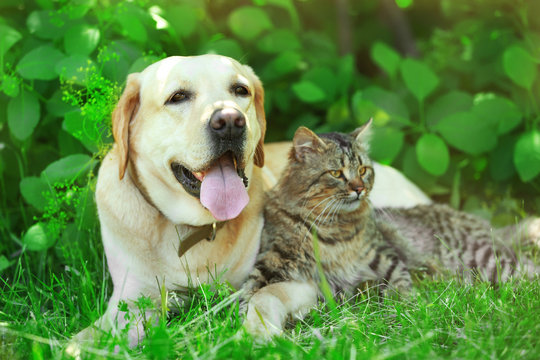 Friendly Dog And Cat Resting Over Green Grass Background