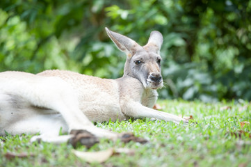 Wallaby