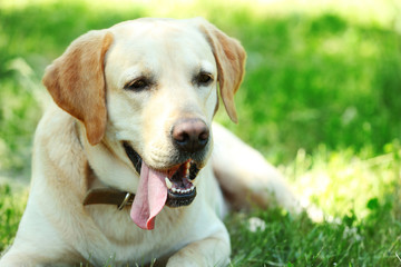 Cute dog resting over green grass background