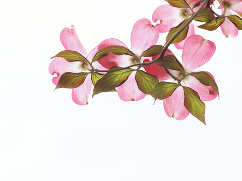 花水木 の画像 4 616 件の Stock 写真 ベクターおよびビデオ Adobe Stock