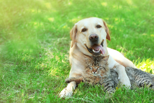 Friendly Dog And Cat Resting Over Green Grass Background