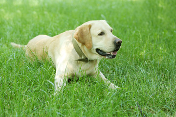 Cute dog resting over green grass background