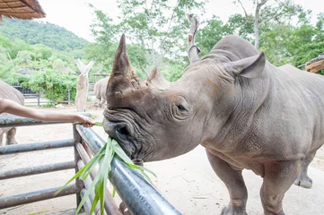 Crédence de cuisine en verre imprimé Rhinocéros White rhinoceros