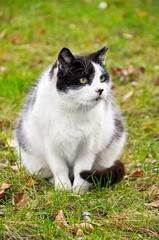 Naklejka na ściany i meble fat big cat on the grass