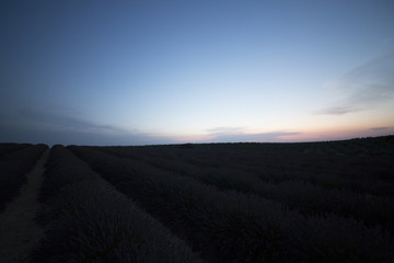 Campi di lavanda in Provenza, Francia