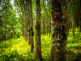 row of para rubber tree