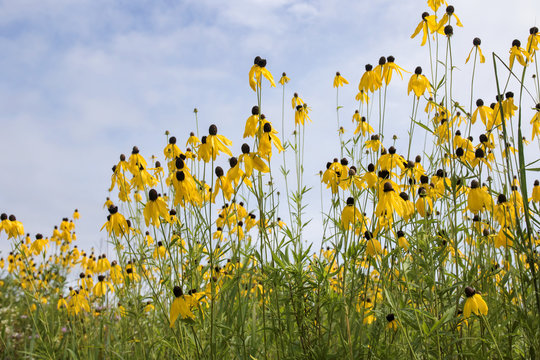 Fototapeta Wildflowers in the Meadow