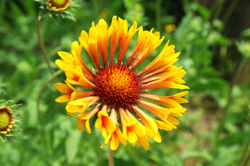 Flowers on flowerbed, closeup