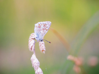 Blue Gossamer winged Butterfly in the evening sun