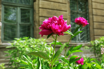 Fototapeta na wymiar Pink peonies on flowerbed, closeup