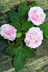 Fototapeta premium Rose garden