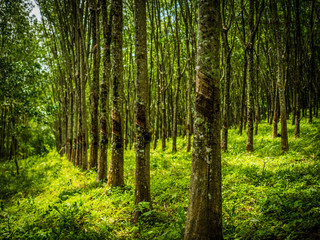 row of para rubber tree