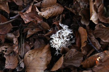 Korallenpilz zwischen Laub