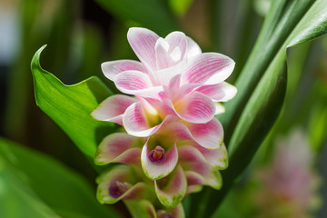 Beautiful flowers on blur background