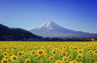 Schöne Landschaft mit Sonnenblumenfeld mit Fuji-Gebirgshintergrund.