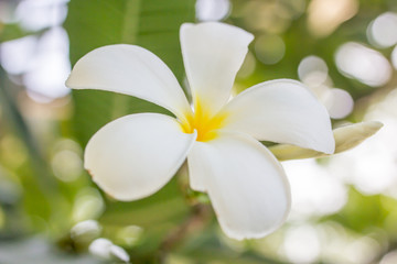 Fototapeta premium Frangipani