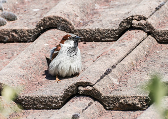 All Puffed Up