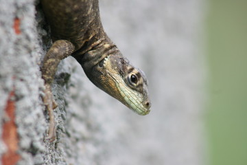 Tropidurus torquatus
