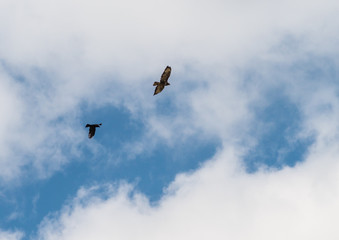 The Chase