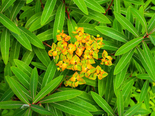 Euphorbia