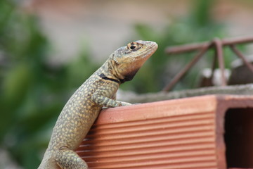 Tropidurus torquatus