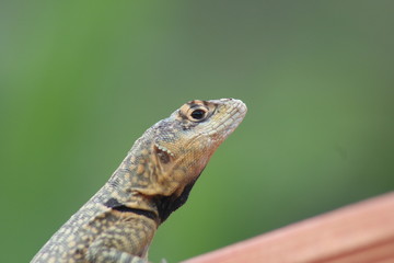 Tropidurus torquatus