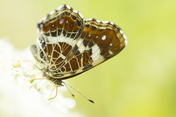 Schmetterling auf Blume