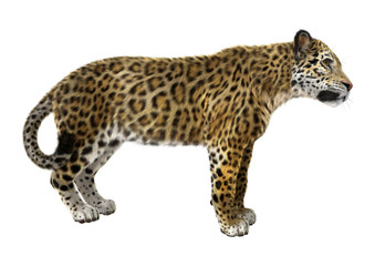 Big Cat Jaguar