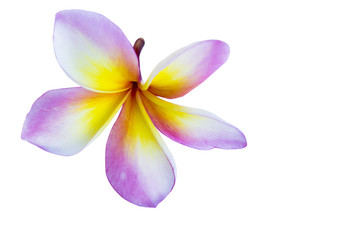 Blooming Yellow Plumeria (frangipani) on white background - with clipping path,water color