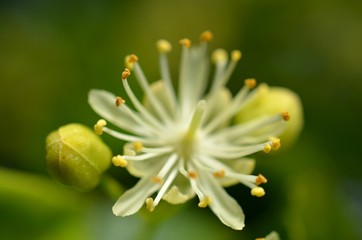 Linden flower