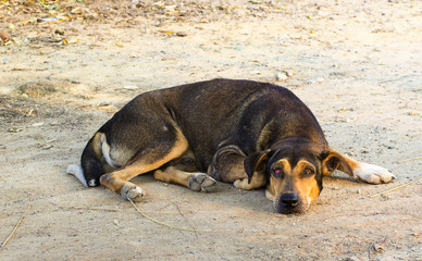 Abandoned dog is sleeping on the ground.