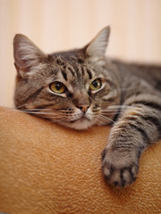 Fototapeta premium Portrait of a striped cat.