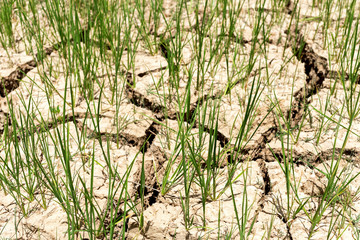 Rice seedlings growing on the barren fields.