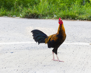 Thai gamecock walking on the road