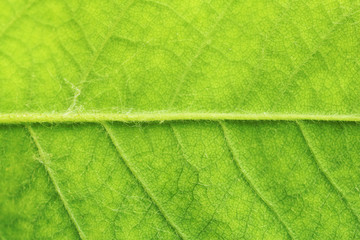 Fototapeta na wymiar Closeup of green leaf
