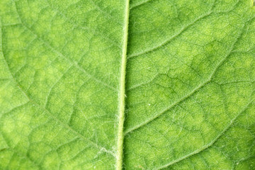 Obraz premium Closeup of green leaf