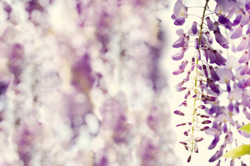 Hintergrund Blumen