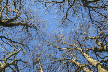 Crown of trees in winter