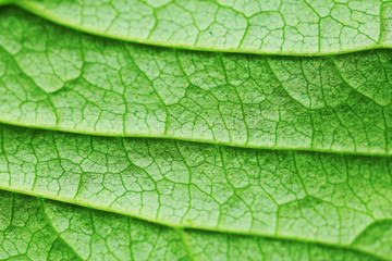 Closeup of green leaf
