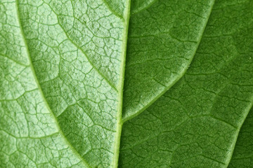 Closeup of green leaf
