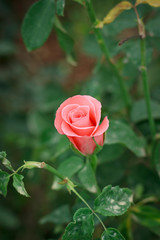 rose close up